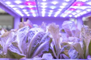 What Lighting Is Best For Hydroponic Gardens?