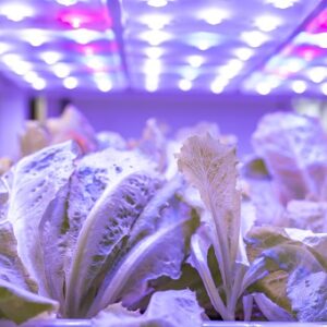 What Lighting Is Best For Hydroponic Gardens?