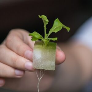 Vegetable seedlings Hydroponic, Plants in nursery tray.