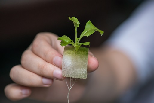 What Do You Need For Hydroponic Gardening What Do You Need For Hydroponic Gardening