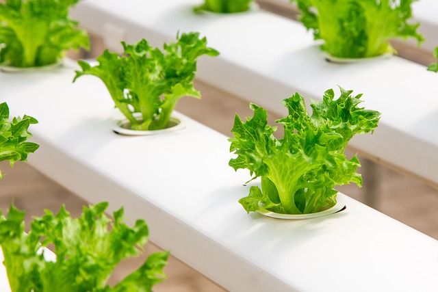 Can I Use Tap Water For Hydroponic Systems