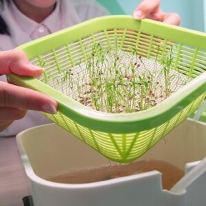 Hydroponics. A girl lab technician raises a green bowl with young dill sprouts. The method of growing plants in water without land in the laboratory. Germinated shoots of fennel. Healthy lifestyle.