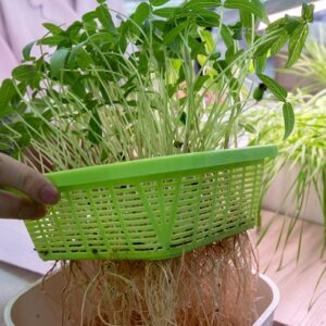 Can I Use Tap Water For Hydroponics