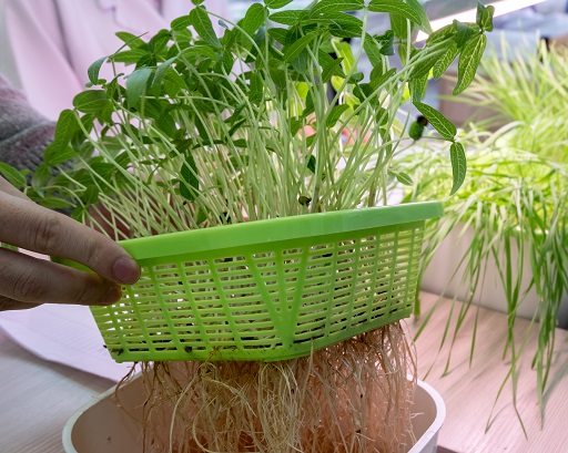 Can I Use Tap Water For Hydroponics