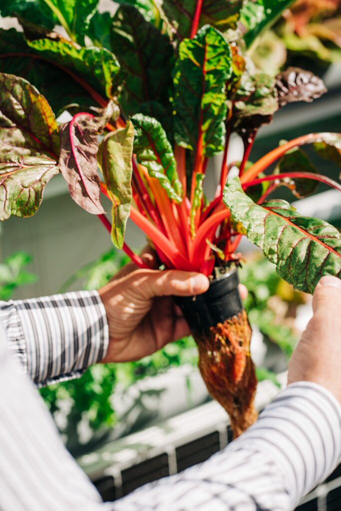 Hydroponic Gardening Kratky Method