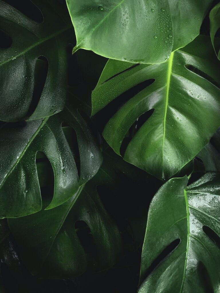 Hydroponic Gardening Plans