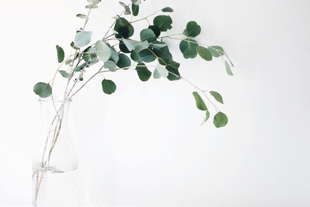 Hydroponic Gardening Plans