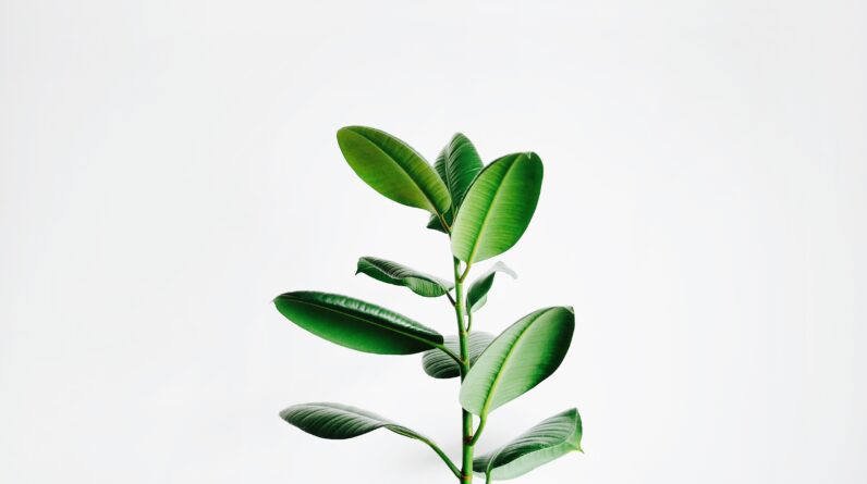 How Do I Start A Hydroponic Garden For Beginners