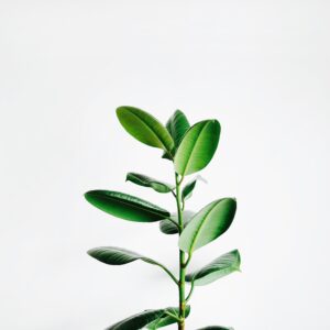 How Do I Start A Hydroponic Garden For Beginners