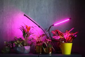What Lighting Is Best For Hydroponic Gardens?