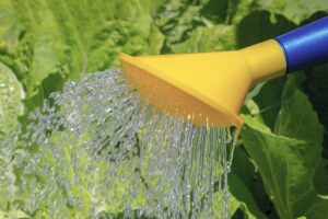 How Often Should I Water My Hydroponic Plants?