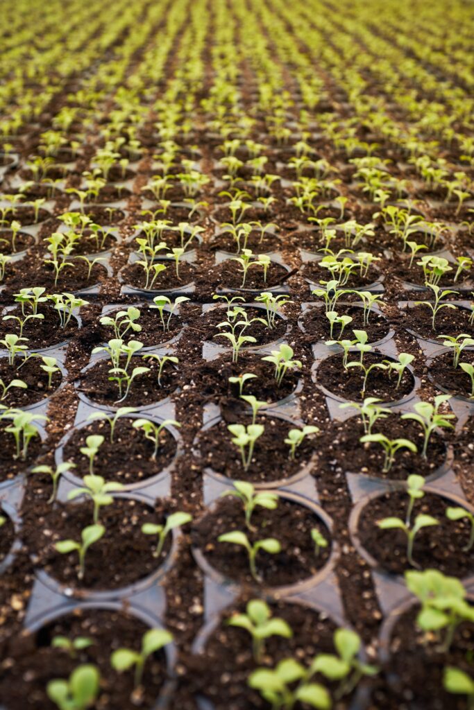What Do You Need For Hydroponic Gardening What Do You Need For Hydroponic Gardening