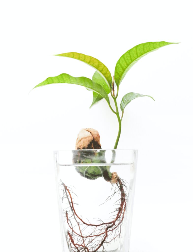 What Do You Need For Hydroponic Gardening What Do You Need For Hydroponic Gardening