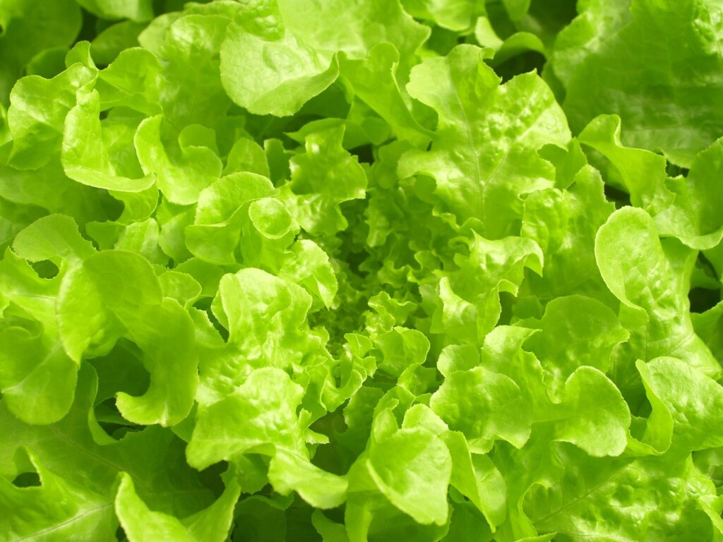10 Creative Hydroponic Gardening Ideas