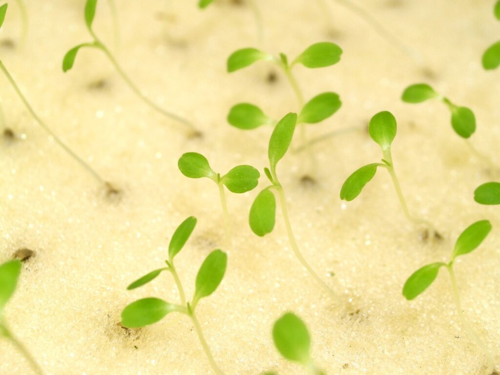 10 Creative Hydroponic Gardening Ideas