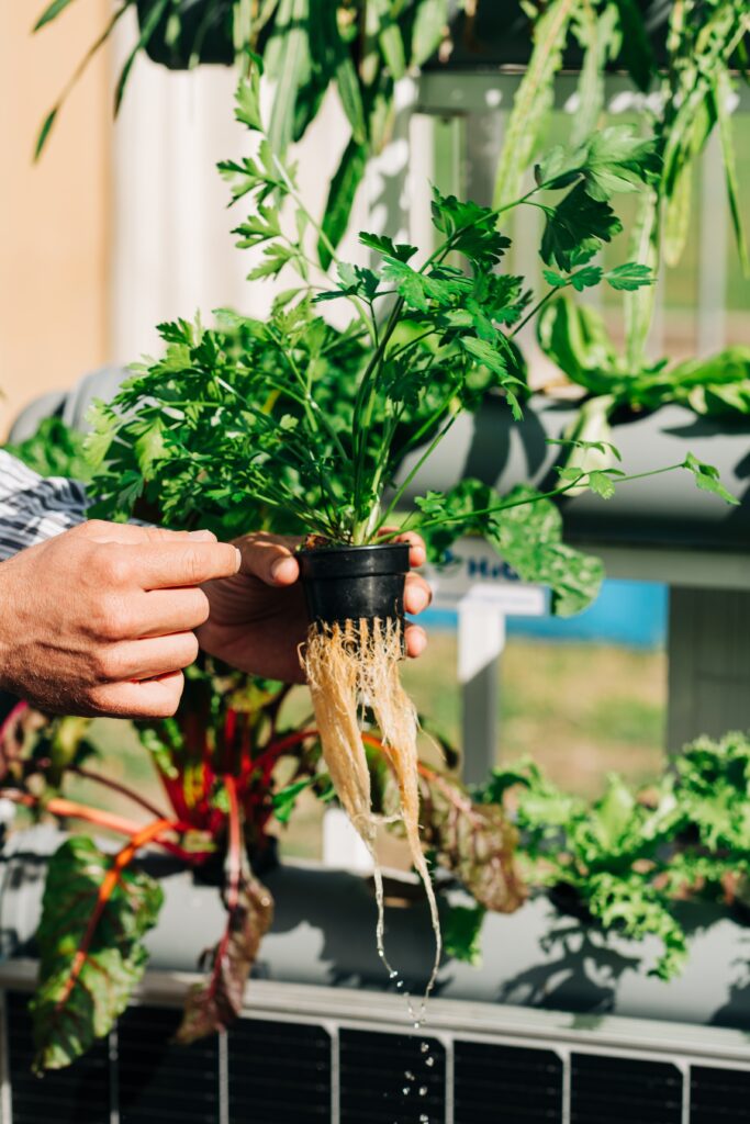 Beginners Guide to Hydroponic Gardening