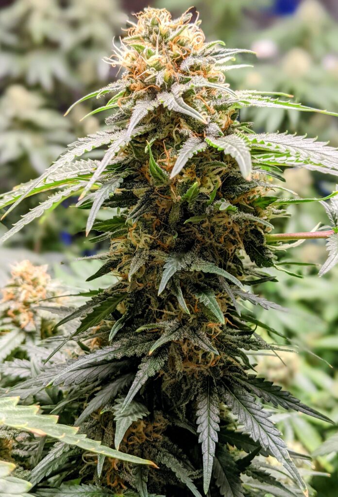 Beginners Guide to Hydroponic Gardening