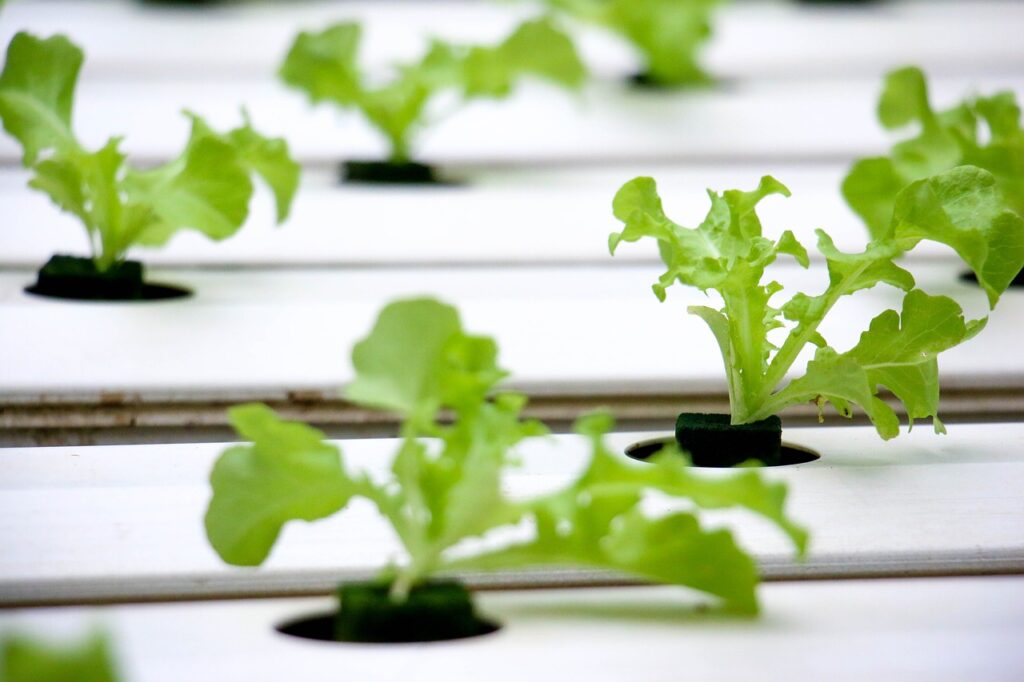 Hydroponic Gardening: A Beginners Guide Hydroponic Gardening: A Beginners Guide