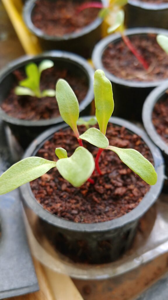 The Advantages of Hydroponic Gardening The Advantages of Hydroponic Gardening