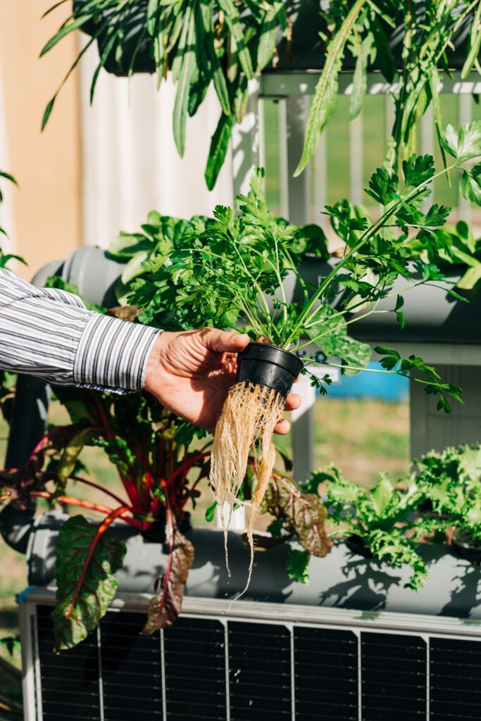 The Benefits of a Hydroponic Gardening System The Benefits of a Hydroponic Gardening System