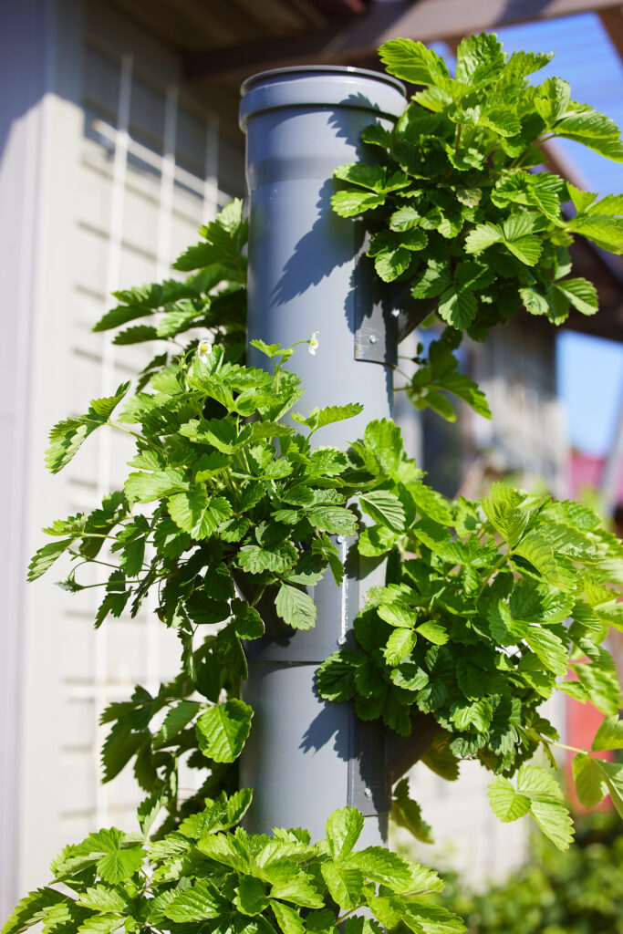 The Benefits of Apartment Hydroponic Gardening The Benefits of Apartment Hydroponic Gardening