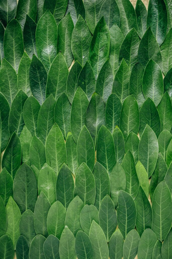 The ideal temperature and humidity range for hydroponic plants
