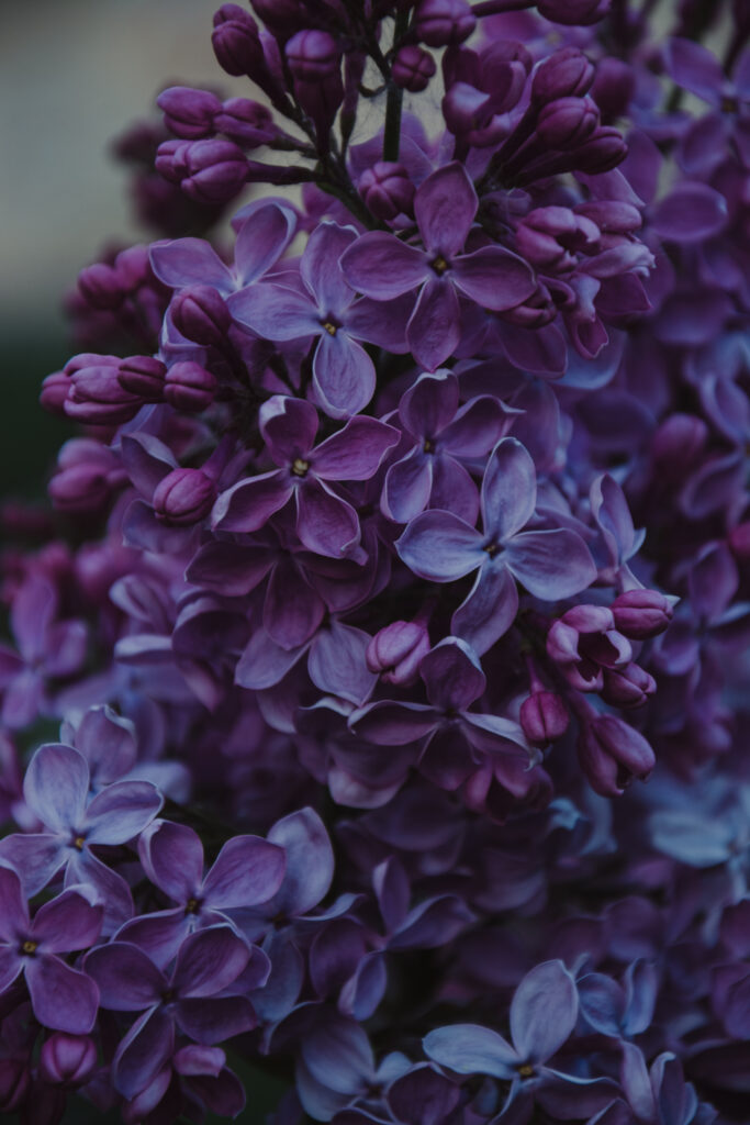 The Ultimate Guide to Hydroponic Gardening