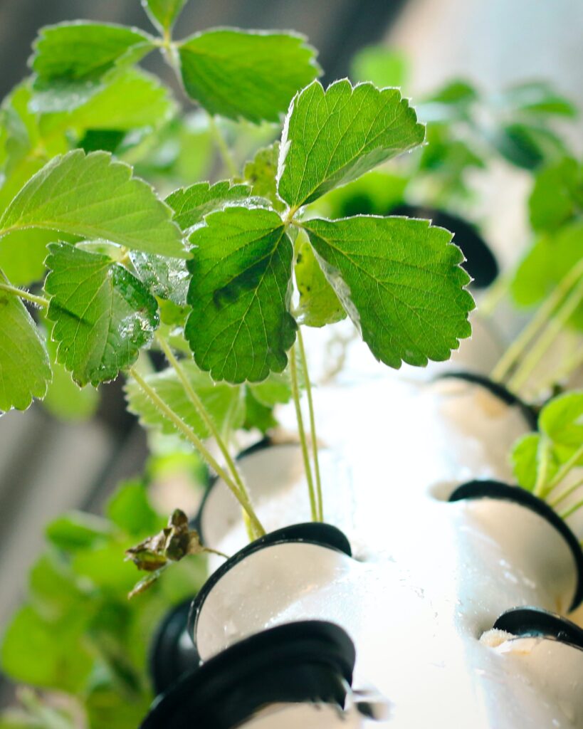 Understanding the Mechanics of Hydroponic Gardening
