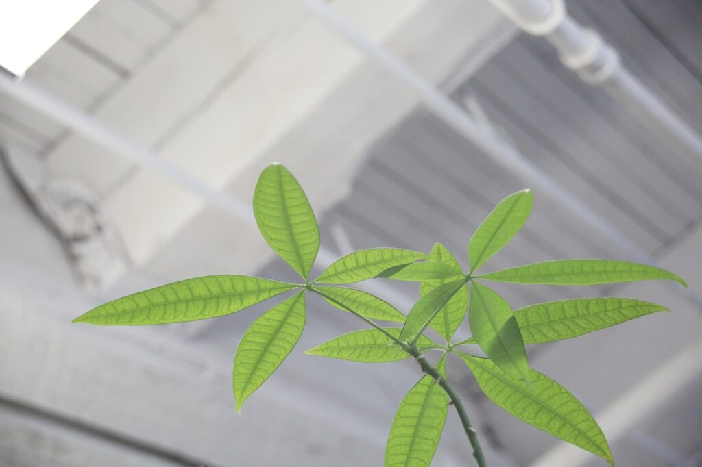 Understanding the Safety Risks of Hydroponic Gardening Understanding the Safety Risks of Hydroponic Gardening