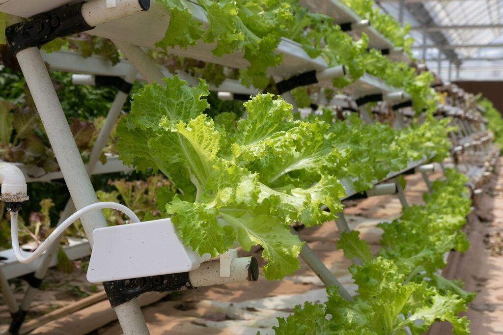 Understanding the Safety Risks of Hydroponic Gardening Understanding the Safety Risks of Hydroponic Gardening