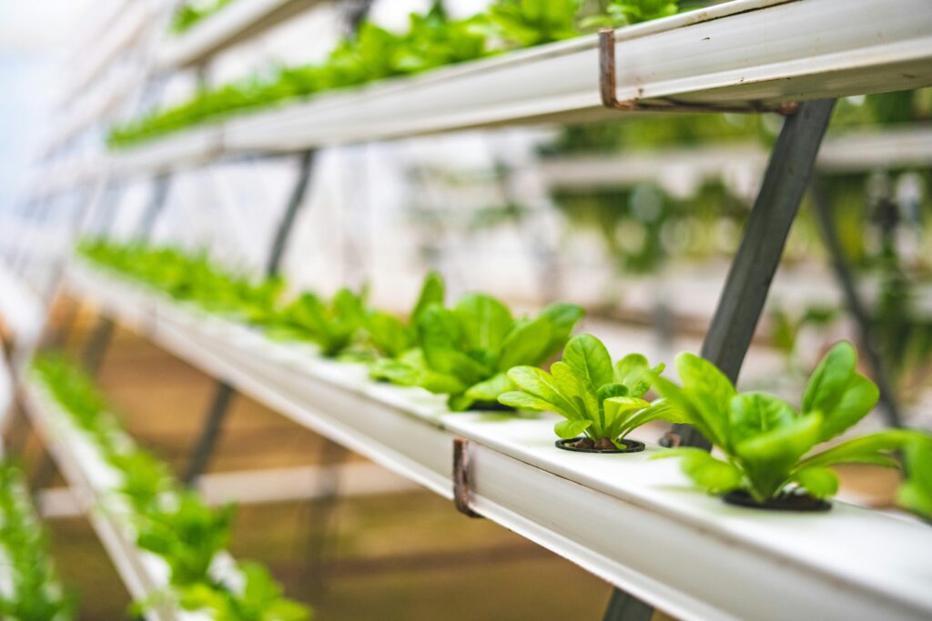 A Comprehensive Guide on Maintaining a Hydroponic Garden A Comprehensive Guide on Maintaining a Hydroponic Garden