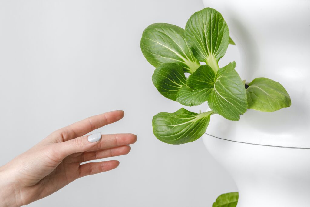 Avoid These Common Hydroponic Gardening Mistakes Avoid These Common Hydroponic Gardening Mistakes