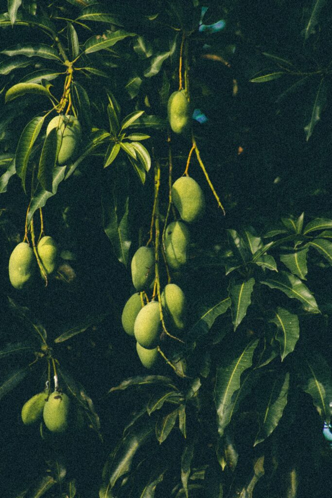 Emerging Market Trends in Hydroponic Agriculture Emerging Market Trends in Hydroponic Agriculture