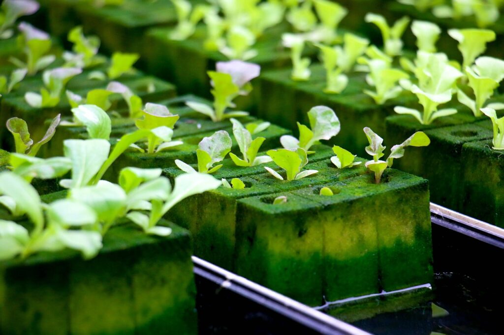 Exploring Innovative Business Models for Hydroponic Farming Exploring Innovative Business Models for Hydroponic Farming