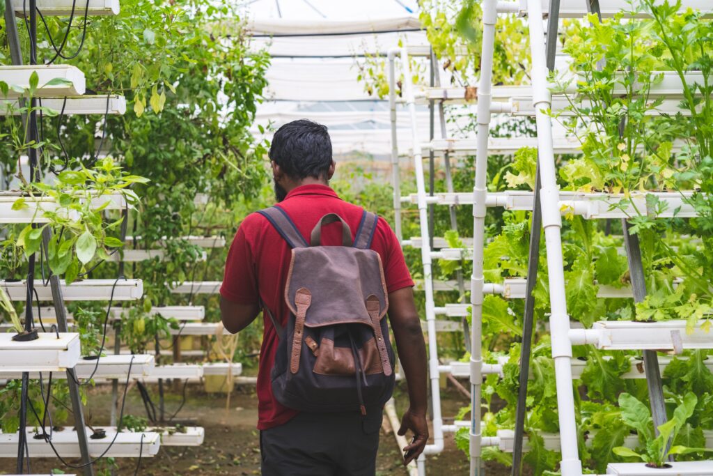 Exploring the Potential of Large Scale Hydroponic System Setups