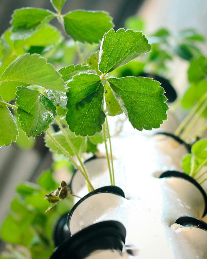 How to Build a Hydroponic System on a Budget