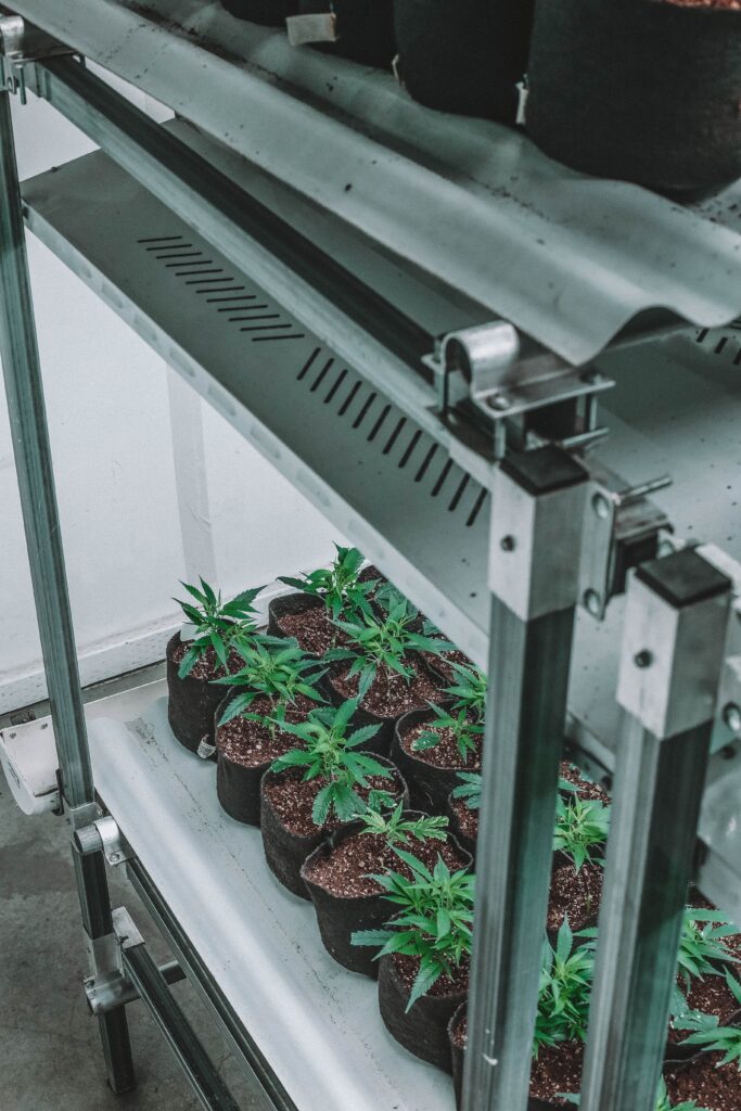 How to Build a Hydroponic System on a Budget