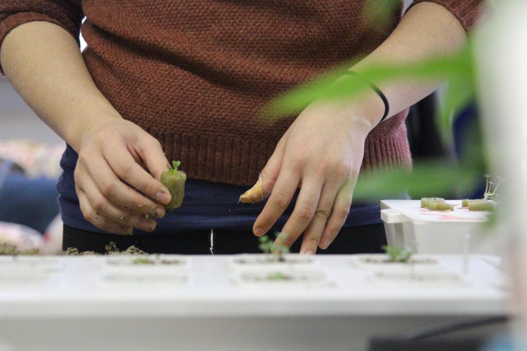 Maximizing Efficiency: Scaling Up Your Home Hydroponic System