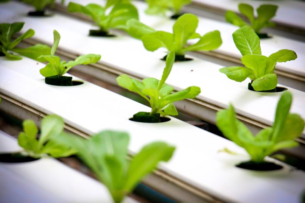 Maximizing Profitability in Commercial Hydroponics