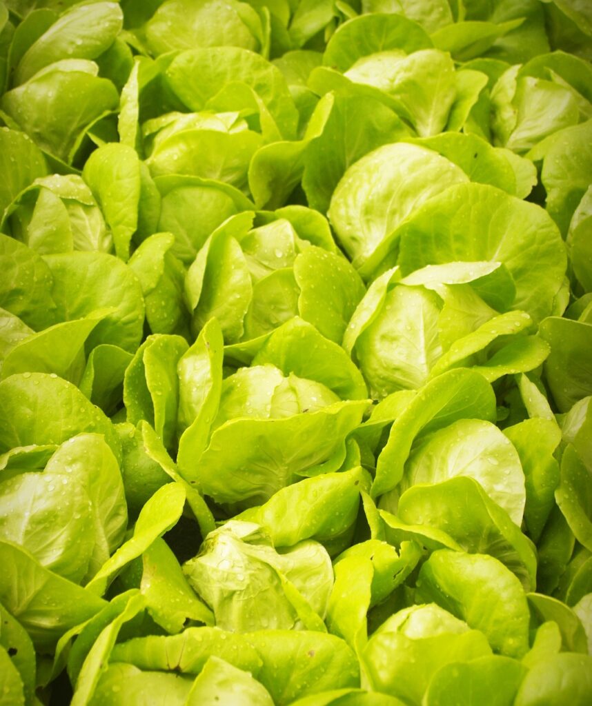 Maximizing Yield in Commercial Hydroponics