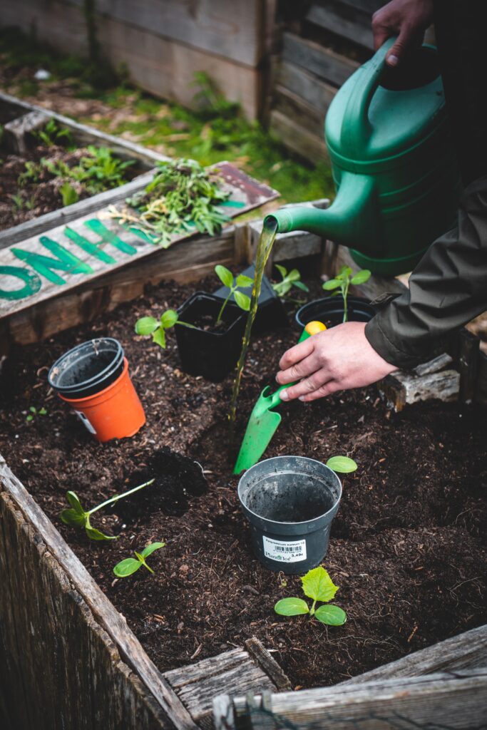 The Benefits of Flower Cultivation in Hydroponic Systems The Benefits of Flower Cultivation in Hydroponic Systems