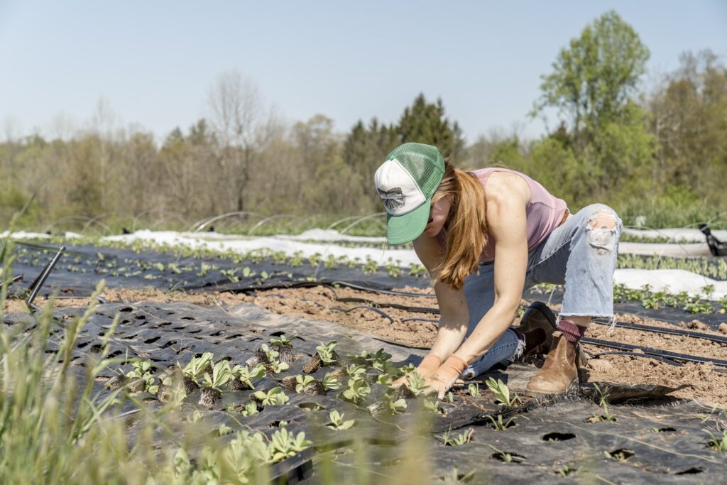 The Benefits of Flower Cultivation in Hydroponic Systems The Benefits of Flower Cultivation in Hydroponic Systems