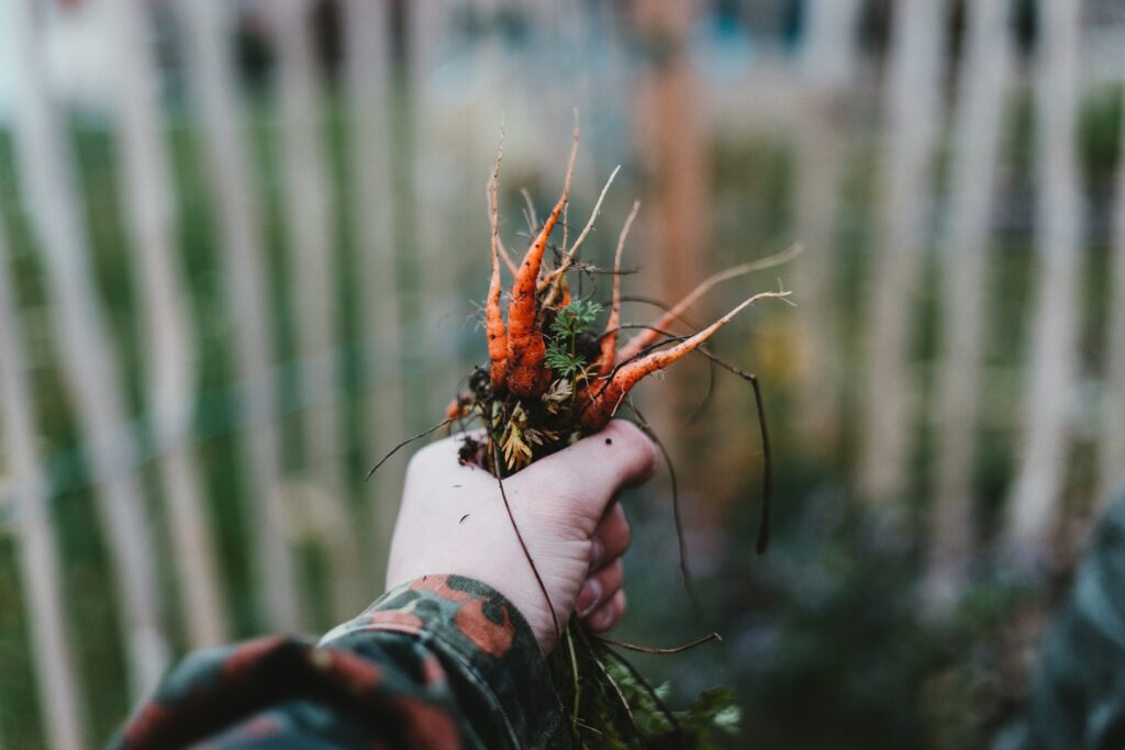 The Benefits of Organic Hydroponic Gardening The Benefits of Organic Hydroponic Gardening