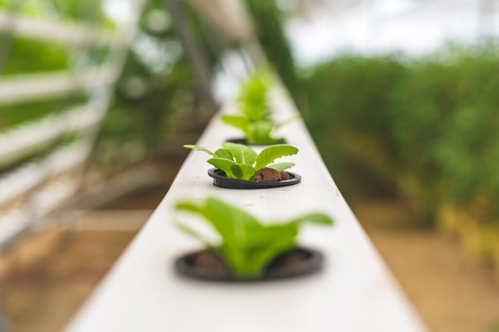The Future of Gardening: Exploring the Latest Trends in Hydroponic Techniques The Future of Gardening: Exploring the Latest Trends in Hydroponic Techniques