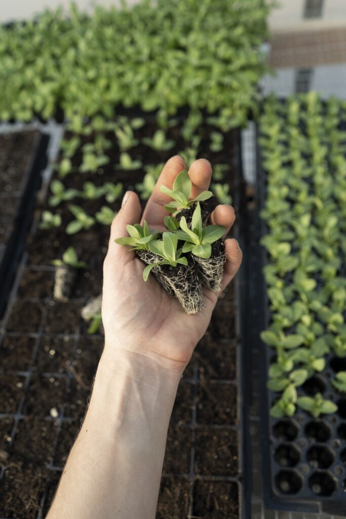 A Beginners Guide to Hydroponic Vegetable Gardening A Beginners Guide to Hydroponic Vegetable Gardening