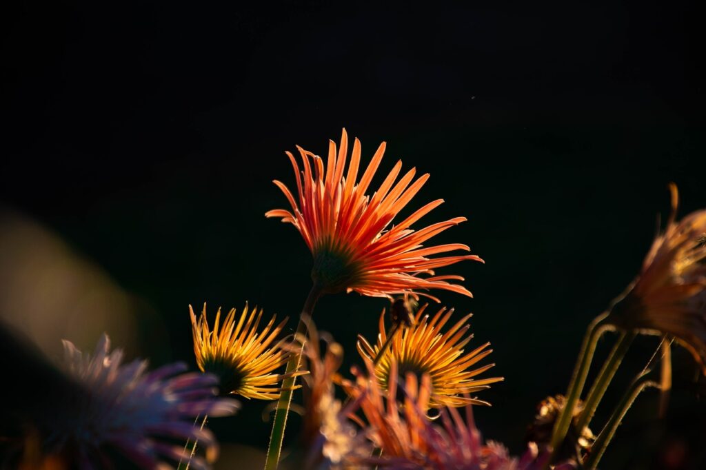 Bringing Light to Your Space: Hydroponic Bulb Planting Bringing Light to Your Space: Hydroponic Bulb Planting