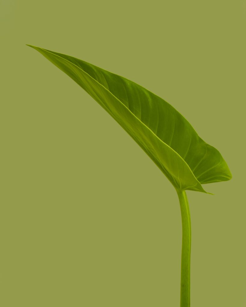 Create Your Own Green Serenity with Hydroponic Moss Gardens Create Your Own Green Serenity with Hydroponic Moss Gardens
