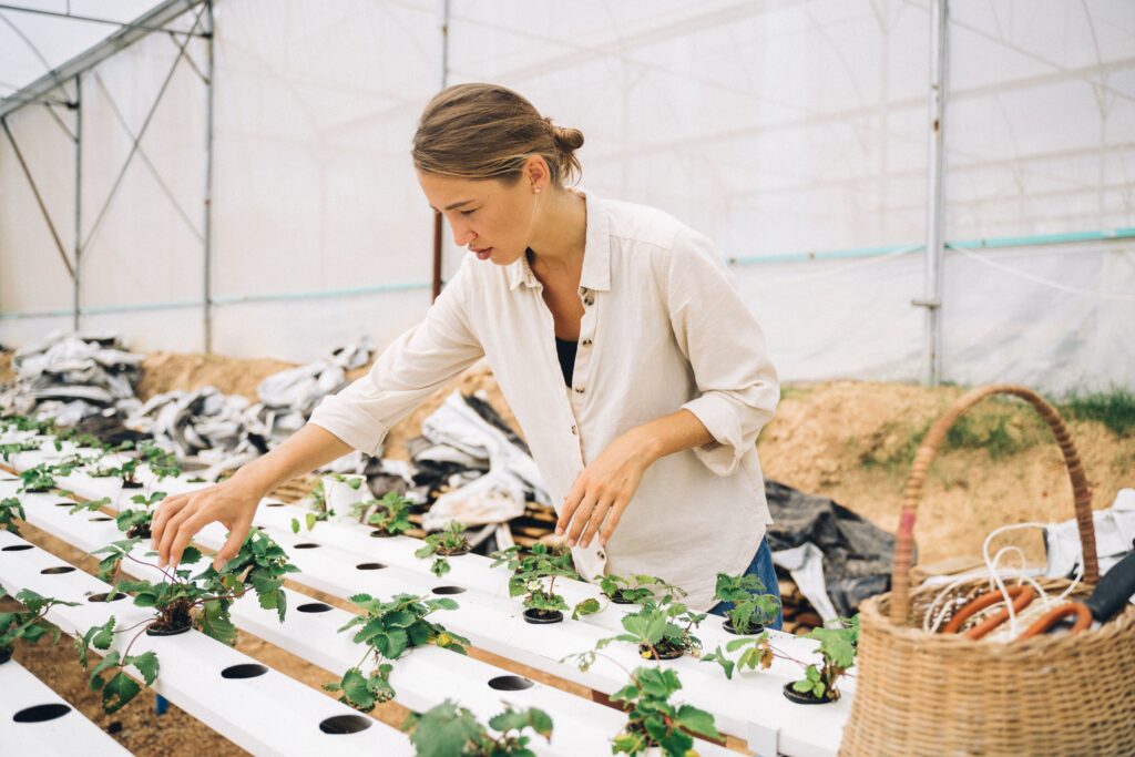 Exploring Hydroponic Blueberry Farming Techniques Exploring Hydroponic Blueberry Farming Techniques
