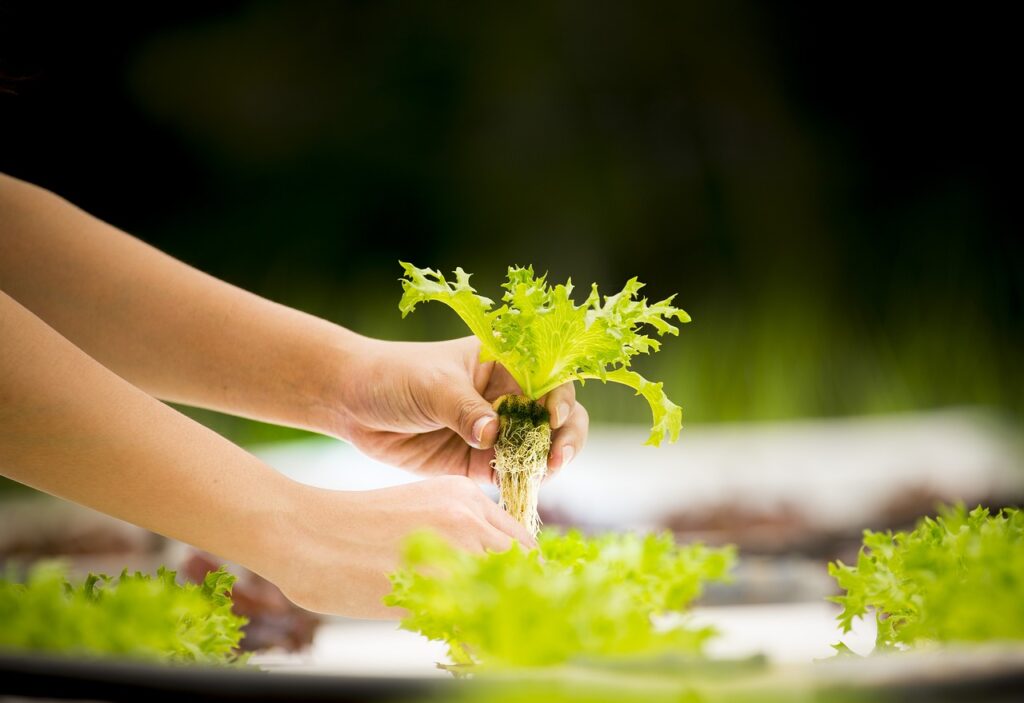 Exploring the Abundance: The Hydroponic Cornucopia for Varied Harvests Exploring the Abundance: The Hydroponic Cornucopia for Varied Harvests