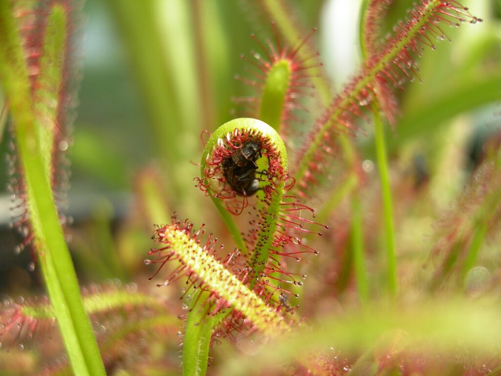 Exploring the Fascinating World of Hydroponic Carnivorous Plants Exploring the Fascinating World of Hydroponic Carnivorous Plants